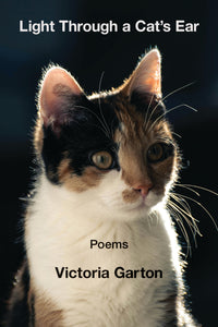 Light Through a Cat’s Ear