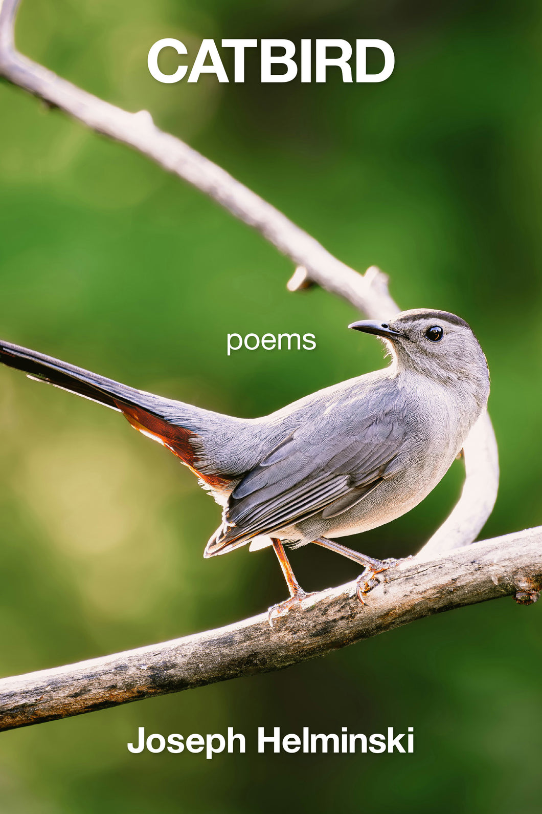 Catbird